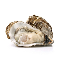 Hàu giống Pháp tươi sống size 12 - 15 con/kg (1KG)